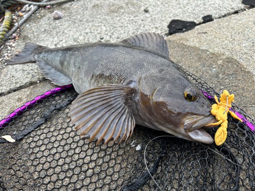 アブラコの釣果