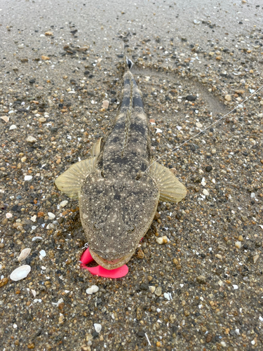 マゴチの釣果