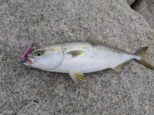 イナダの釣果