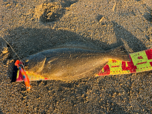 ヒラメの釣果