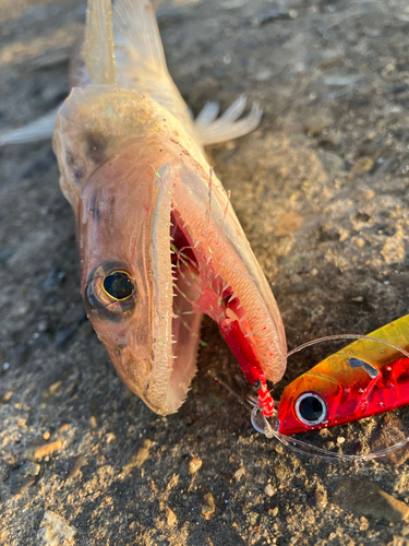 エソの釣果