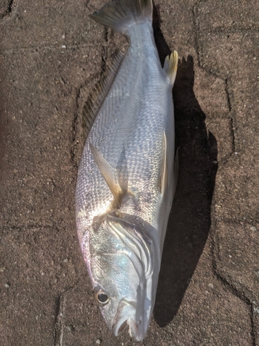 ニベの釣果