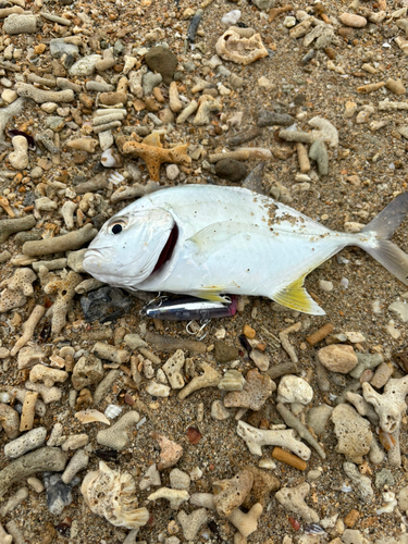 メッキの釣果