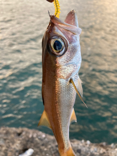 ムツの釣果