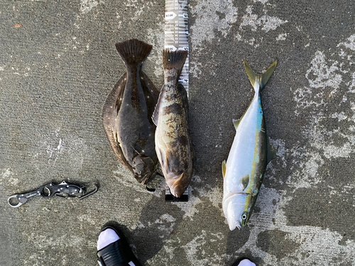 アイナメの釣果