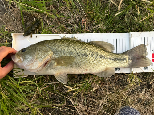 ブラックバスの釣果