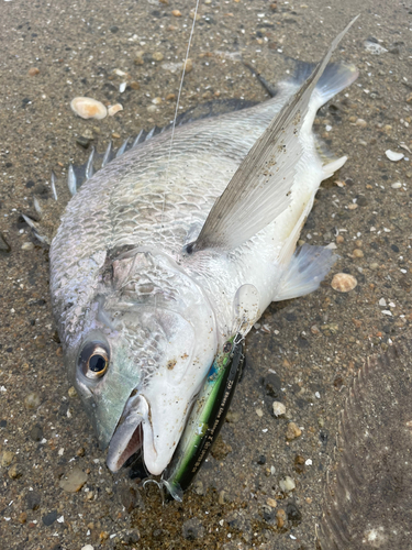 キビレの釣果