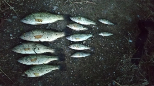 ラージマウスバスの釣果