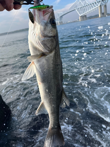 シーバスの釣果