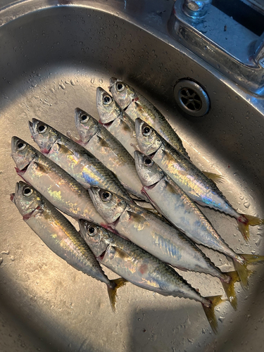 サバの釣果