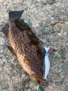 オオモンハタの釣果