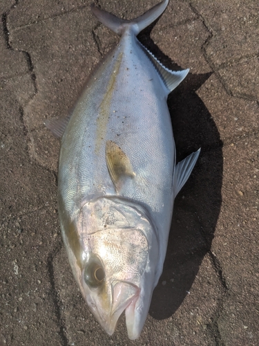 ネリゴの釣果