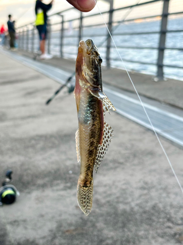 マハゼの釣果