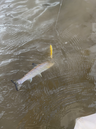 アメマスの釣果