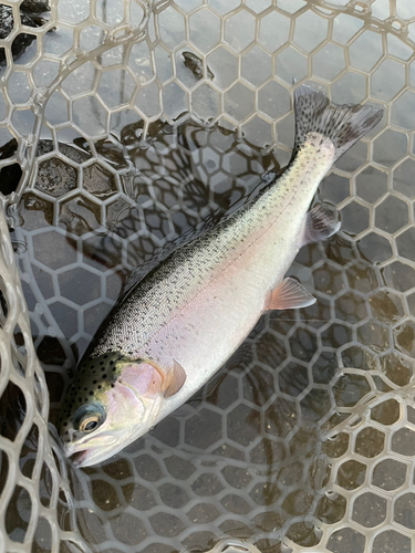 ニジマスの釣果