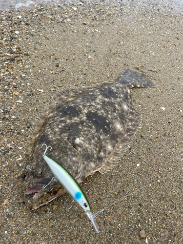 ヒラメの釣果