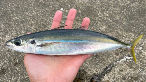 ムロアジの釣果