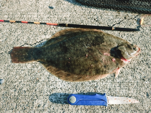 カレイの釣果