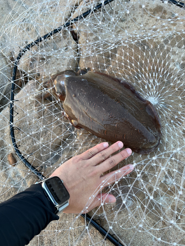 モンゴウイカの釣果