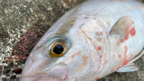 ショゴの釣果