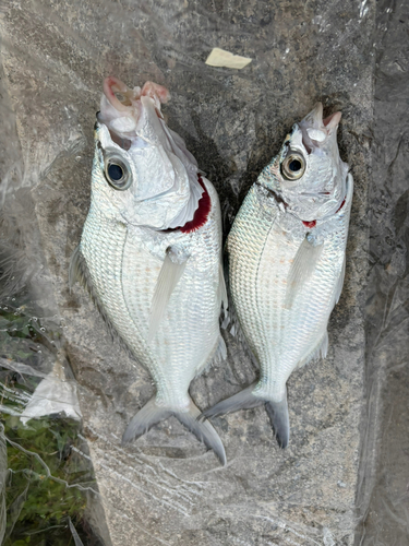 ミナミクロサギの釣果