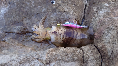 アオリイカの釣果