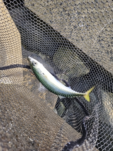 サバの釣果