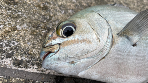 イスズミの釣果