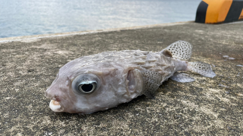 イシガキフグの釣果