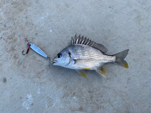 キビレの釣果