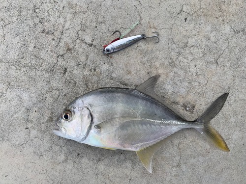 メッキの釣果