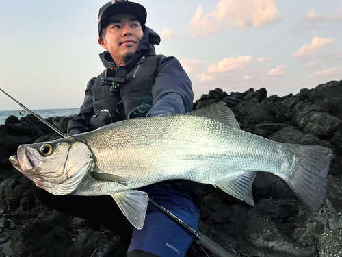 ヒラスズキの釣果