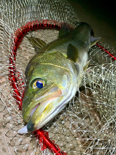 スズキの釣果