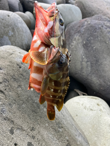 アカハタの釣果