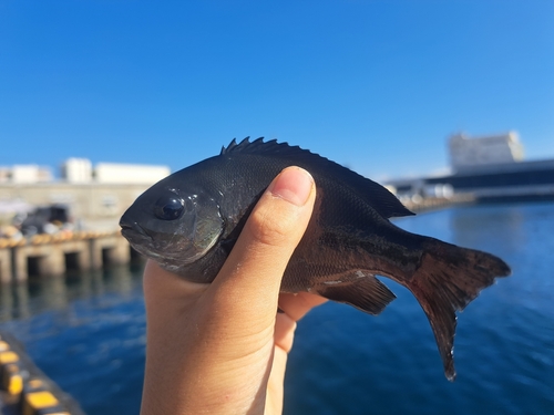 メジナの釣果