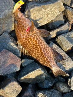 オオモンハタの釣果