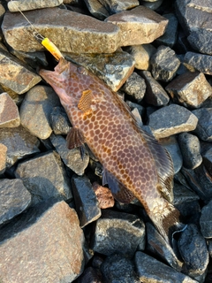 オオモンハタの釣果