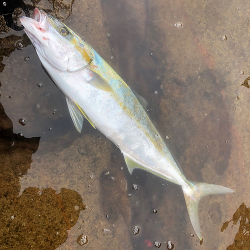 ヒラマサの釣果