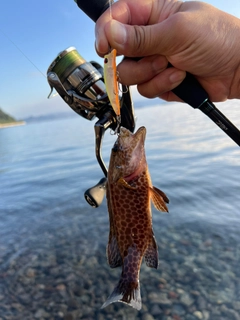 オオモンハタの釣果