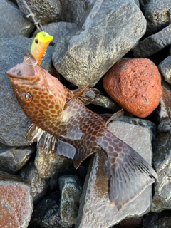 オオモンハタの釣果