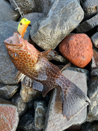 オオモンハタの釣果