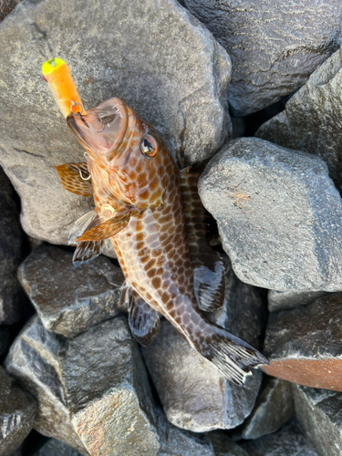 オオモンハタの釣果