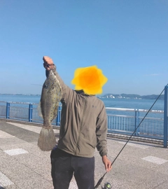 ソウシハギの釣果