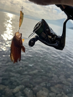 オオモンハタの釣果