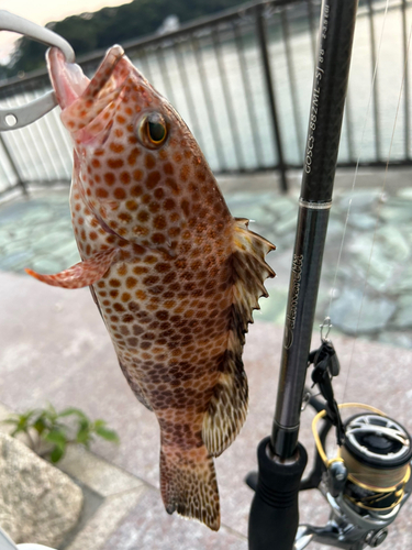 オオモンハタの釣果