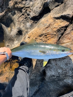 メジロの釣果