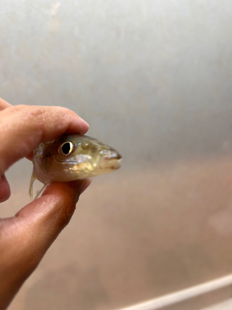 ヒラメさまさんの釣果 1枚目の画像