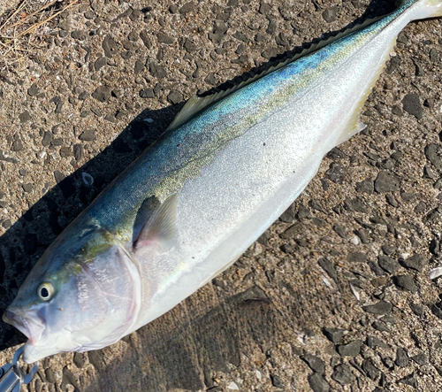 ヤズの釣果