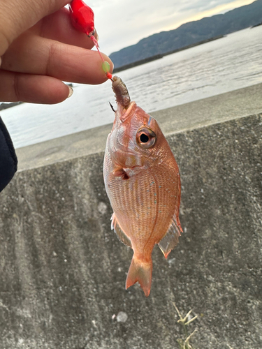 タイの釣果