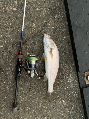 イシモチの釣果